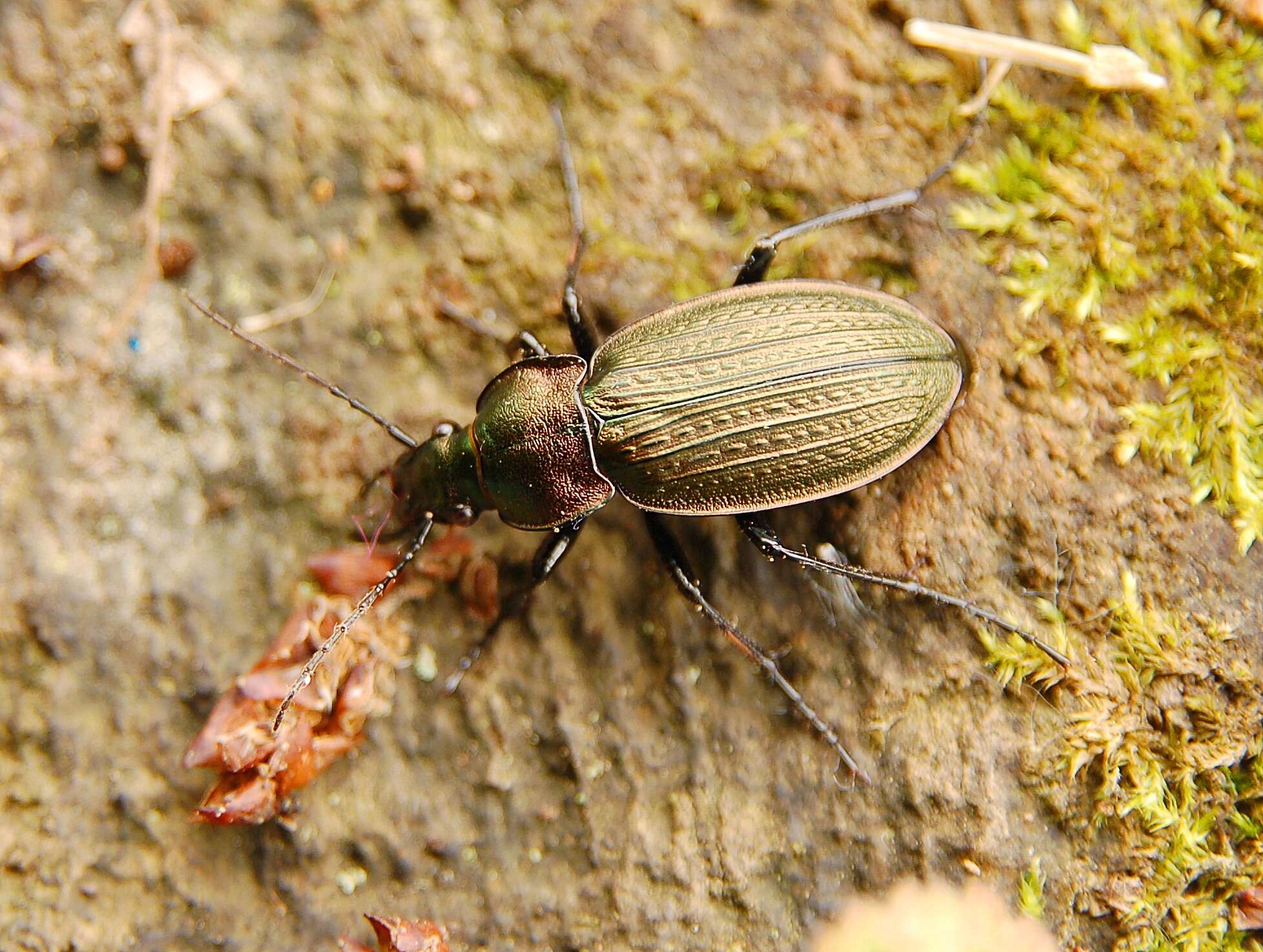 Image of immigrant sausage ground beetle