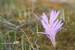 Слика од Colchicum stevenii Kunth