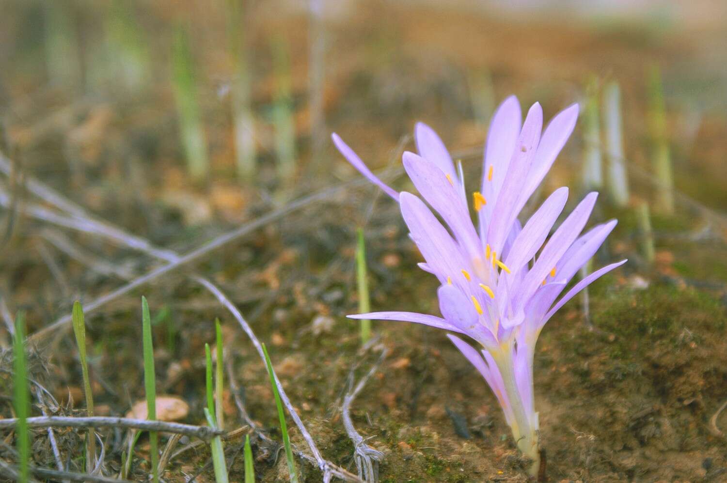 Image of Colchicum stevenii Kunth