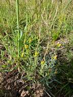 Senecio macrocarpus F. Müll. ex R. O. Belcher resmi