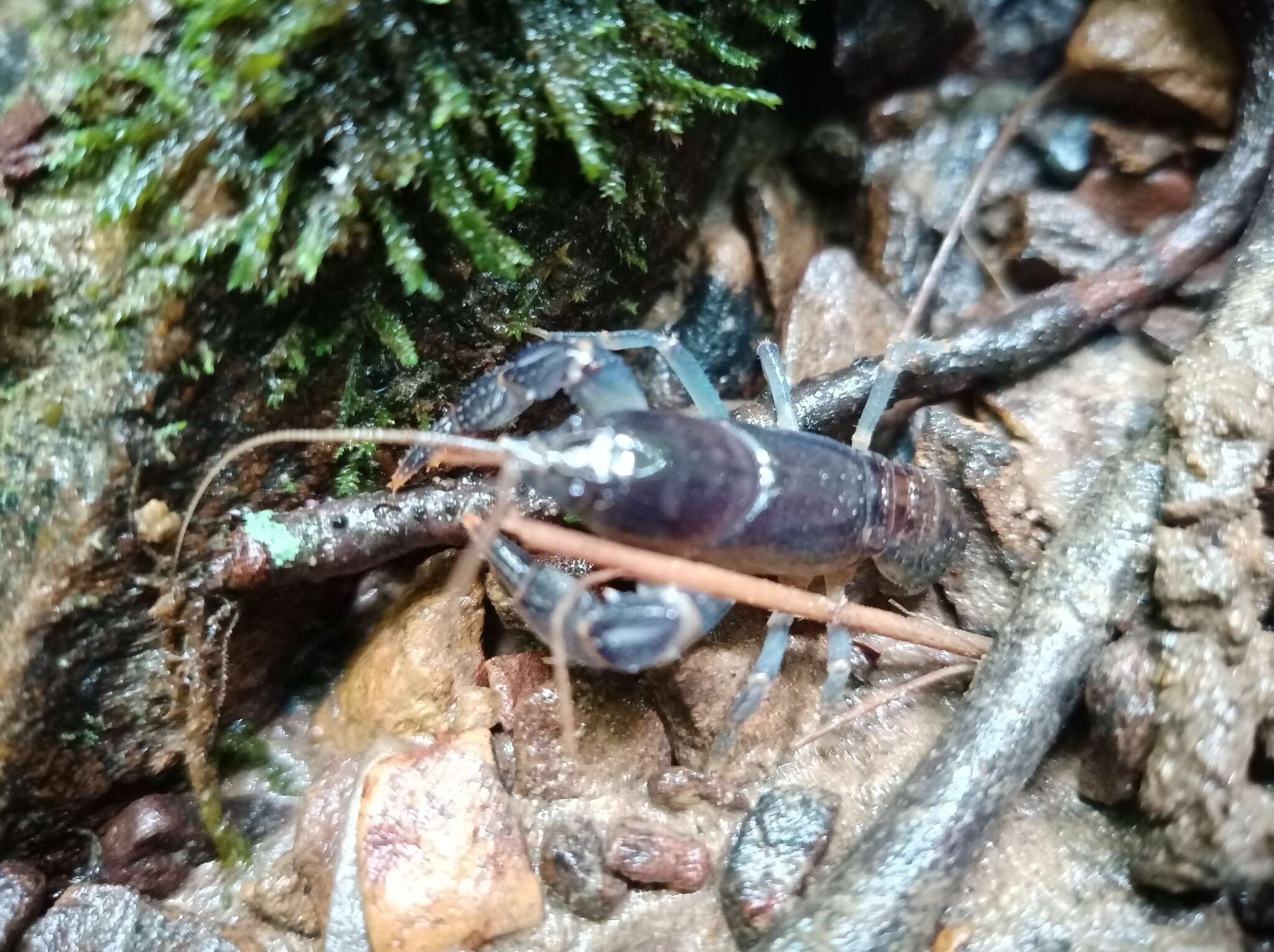 Image of Cambarus dubius Faxon 1884