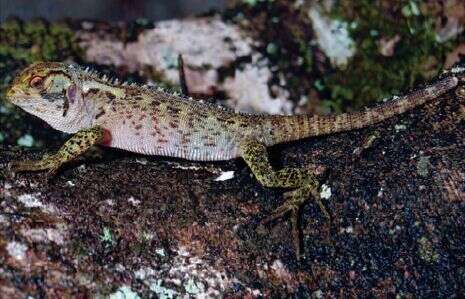 Sivun Enyalioides rubrigularis Torres-carvajal, De Queiroz & Etheridge 2009 kuva