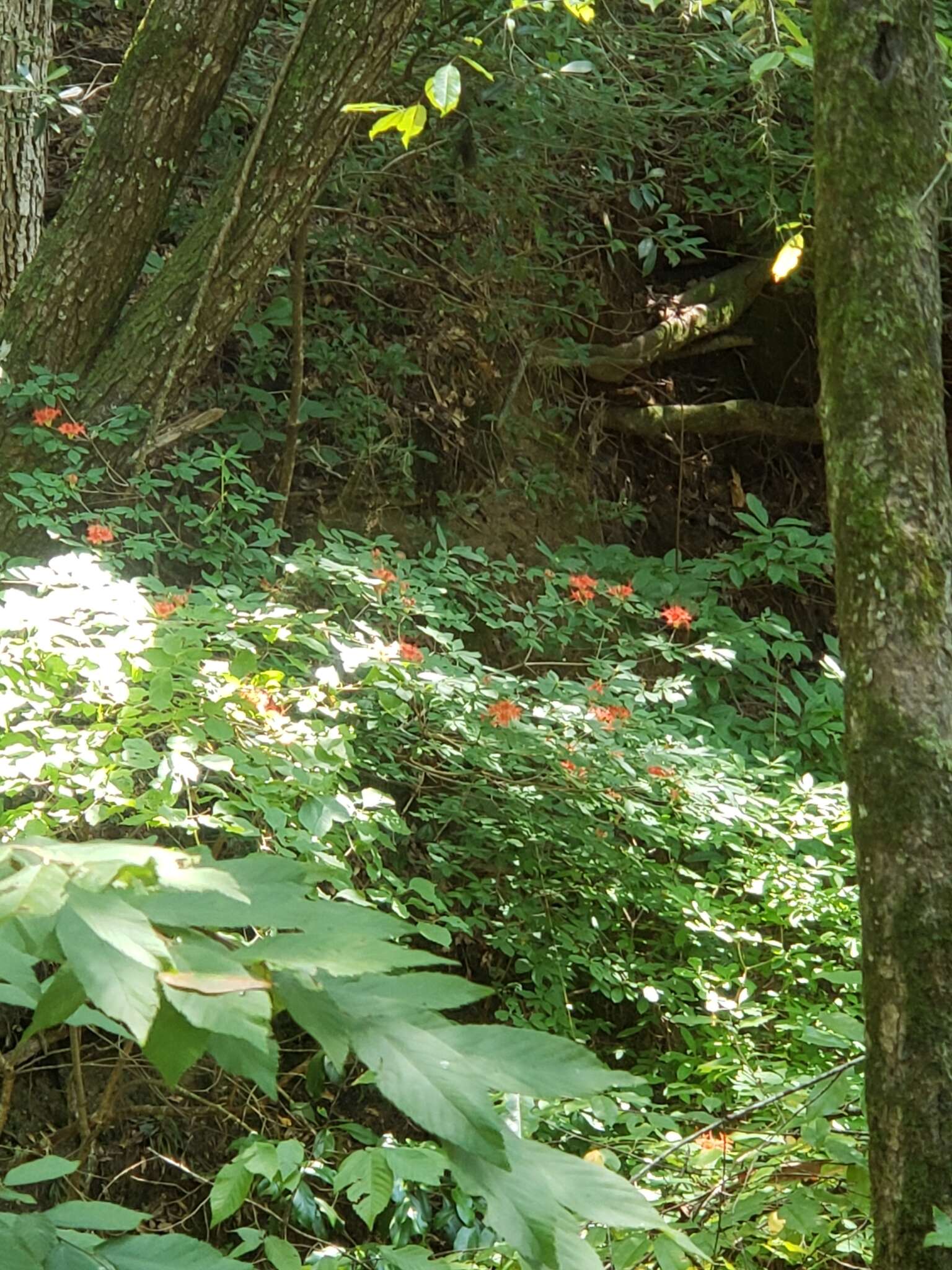 صورة Rhododendron prunifolium (Small) Millais