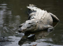 Image of American Crocodile