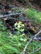 Image of spiked saxifrage