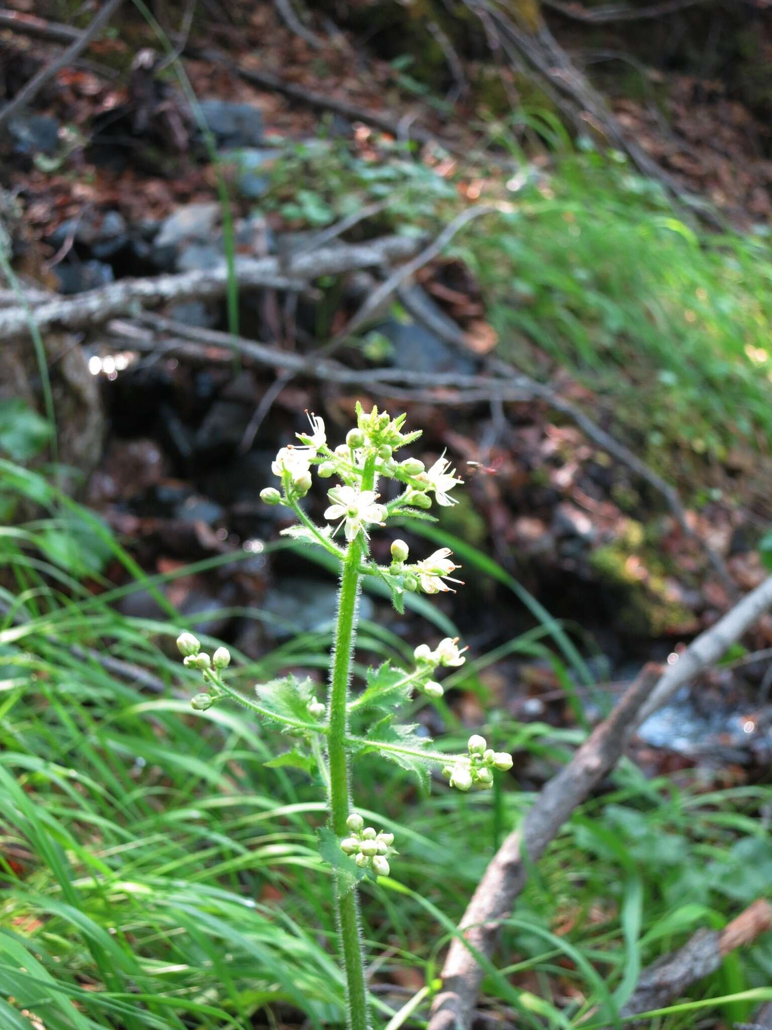 Sivun Micranthes spicata (D. Don) Small kuva