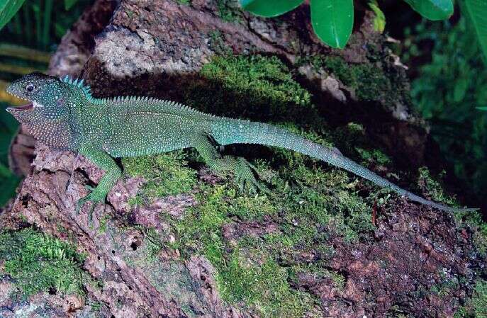 Sivun Enyalioides rubrigularis Torres-carvajal, De Queiroz & Etheridge 2009 kuva