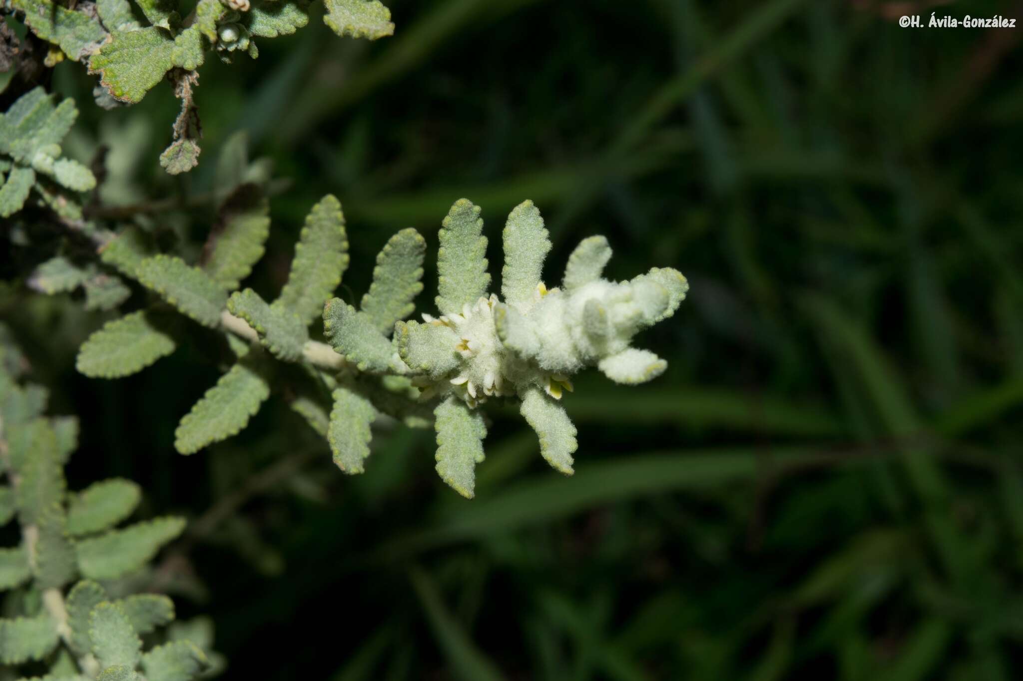 Слика од Buddleja scordioides Kunth