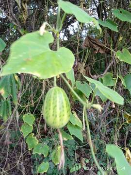 Image of Polyclathra