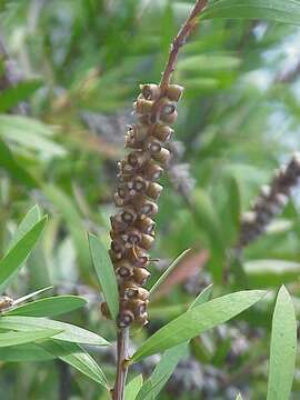 صورة Callistemon citrinus (Curtis) Skeels