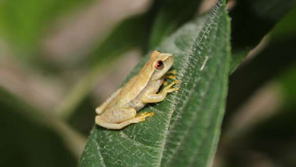 Image of Dendropsophus mathiassoni (Cochran & Goin 1970)