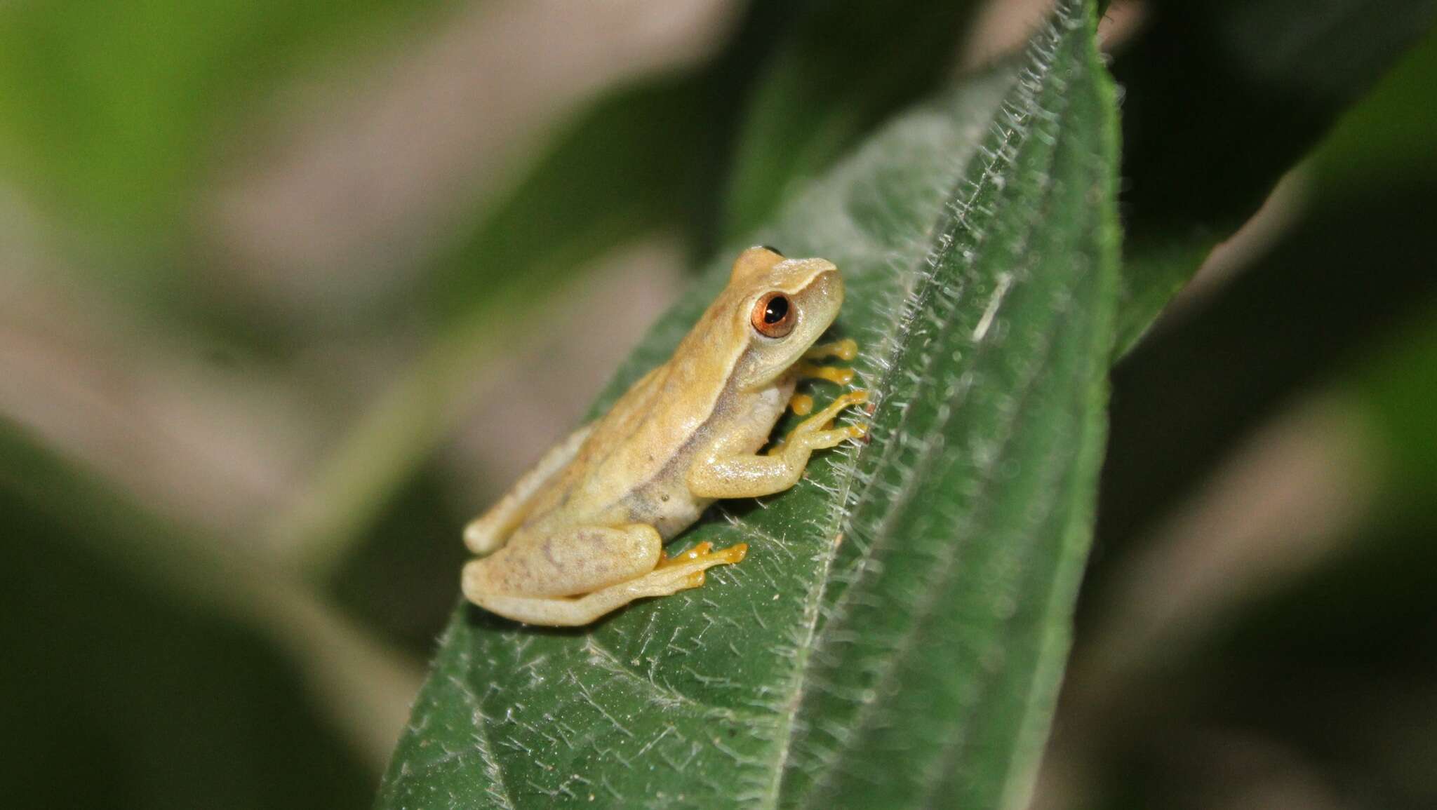 Image of Dendropsophus mathiassoni (Cochran & Goin 1970)