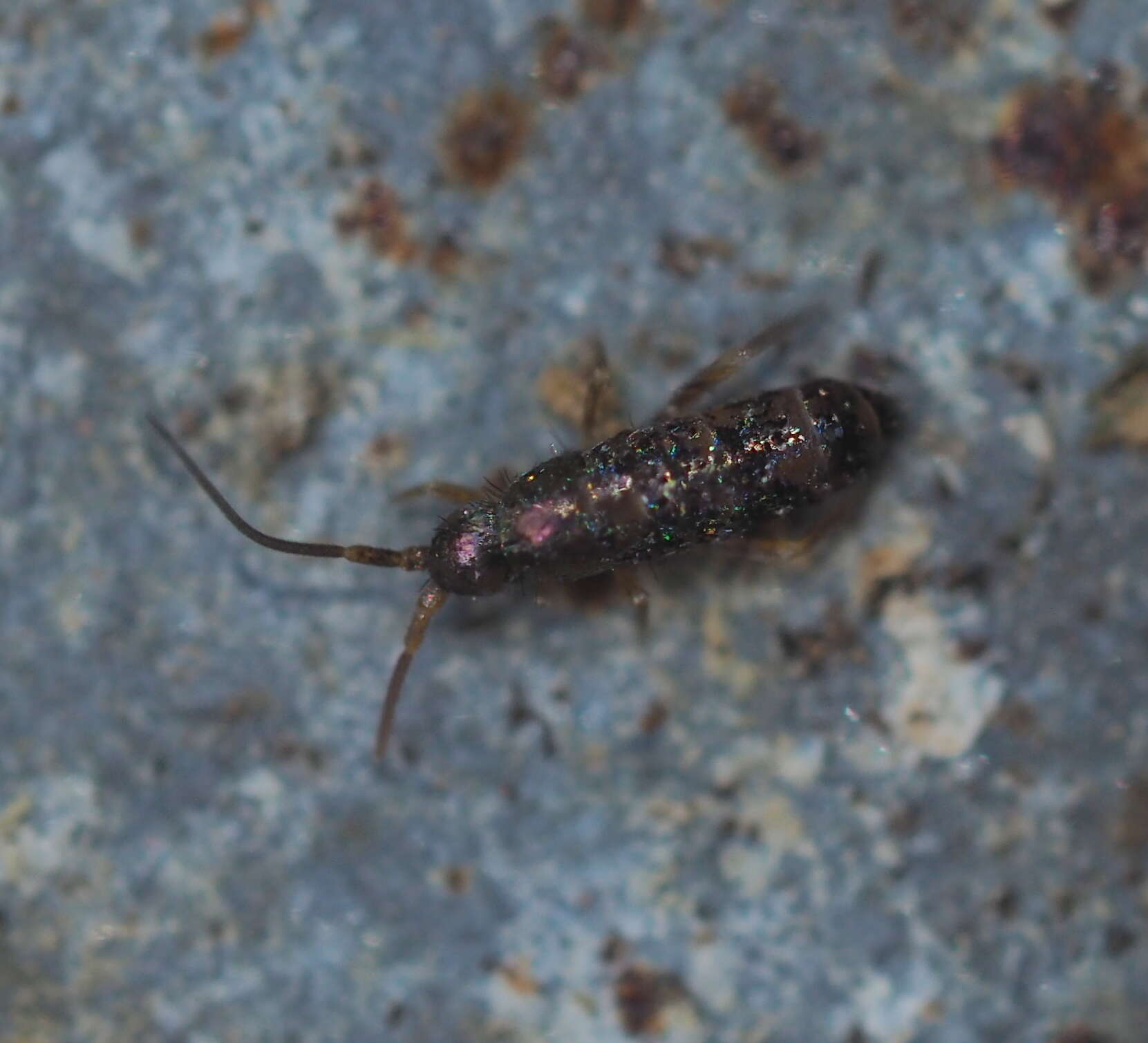 Image of Springtail