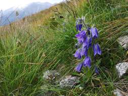 Image of Alpine Bellflower