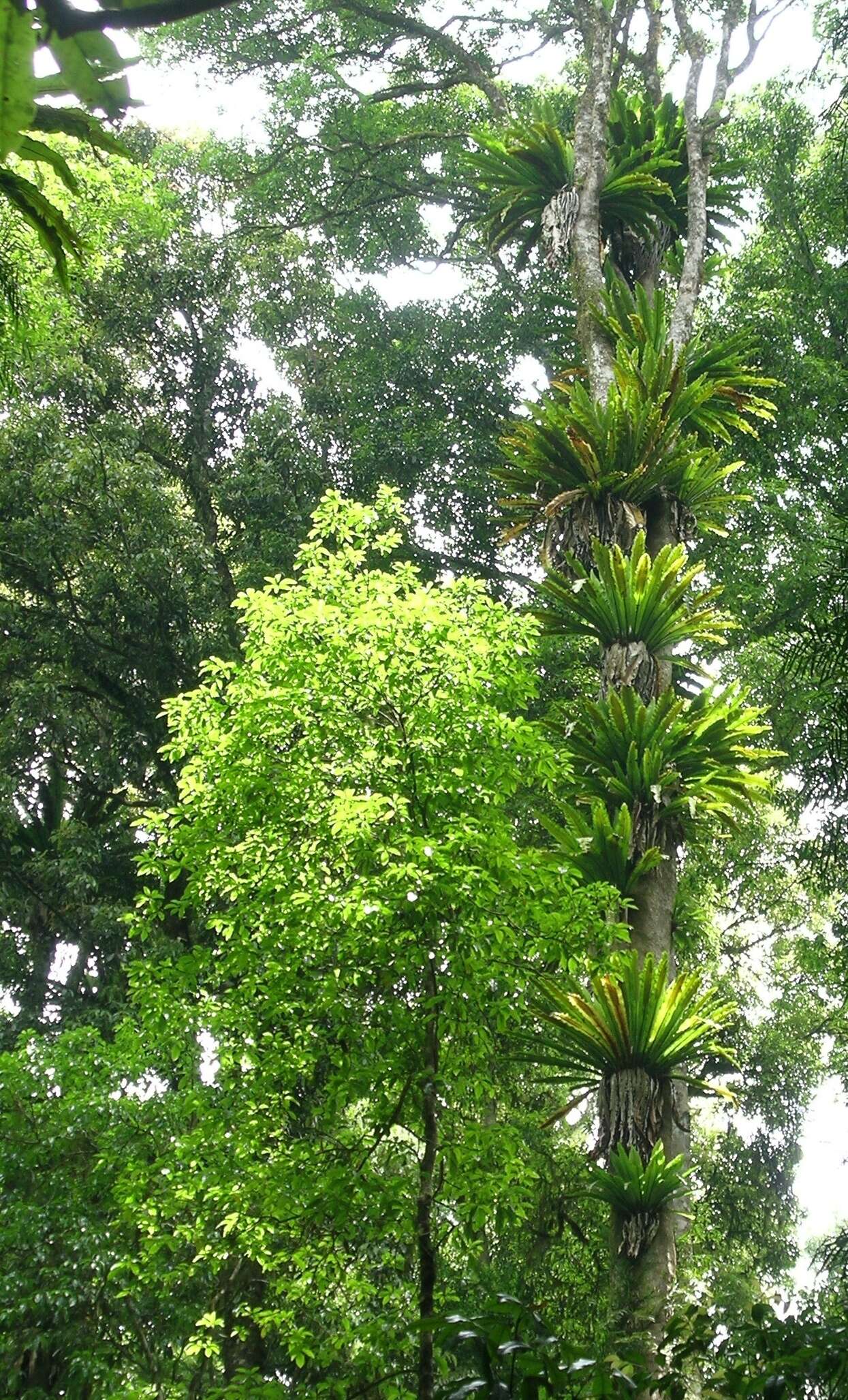 Слика од Asplenium nidus L.