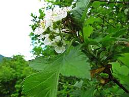 Image de Crataegus maximowiczii C. K. Schneid.