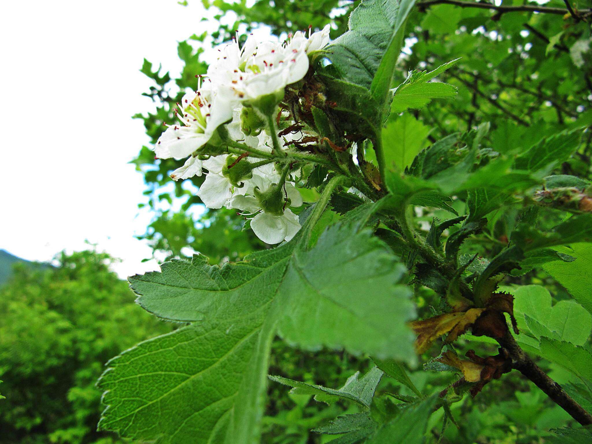 Image de Crataegus maximowiczii C. K. Schneid.