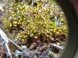 Image of pleuridium moss