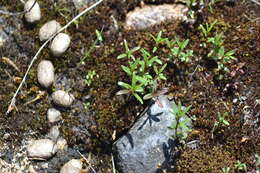 Clinopodium arkansanum (Nutt.) House resmi