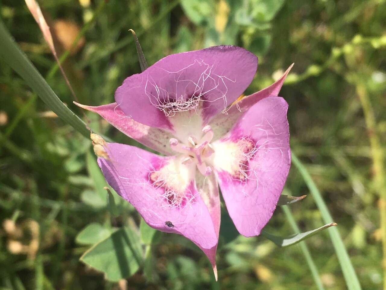 Calochortus longibarbatus var. longibarbatus resmi