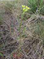 Image of Erysimum flavum (Georgi) Bobrov