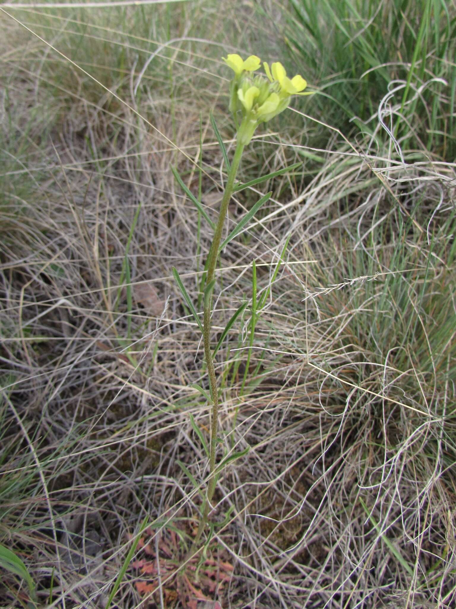 Image of Erysimum flavum (Georgi) Bobrov