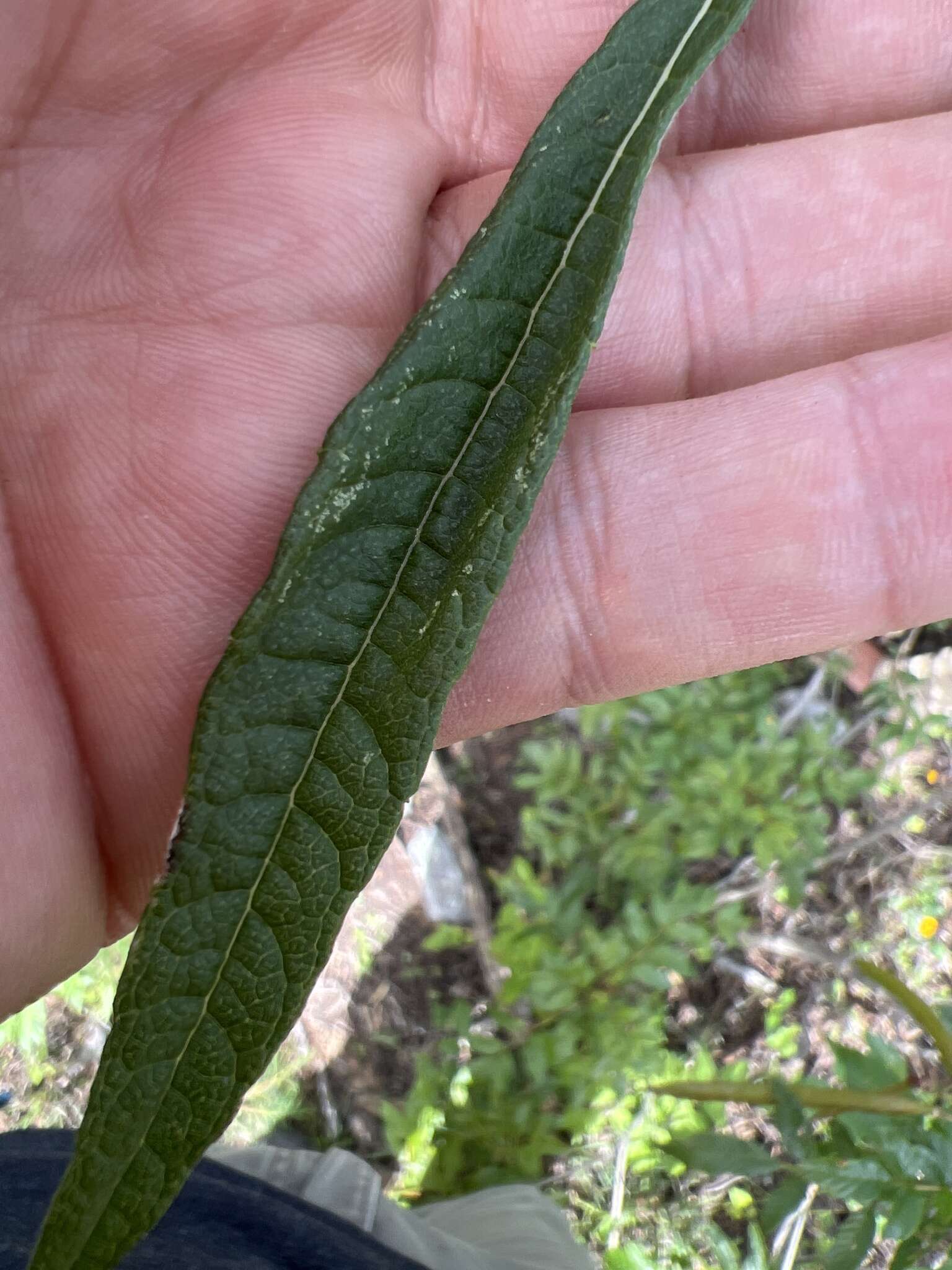 Слика од Verbesina virgata var. oreopola (B. L. Rob. & Greenm.) B. L. Turner