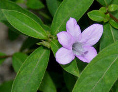 Image of crested Philippine violet