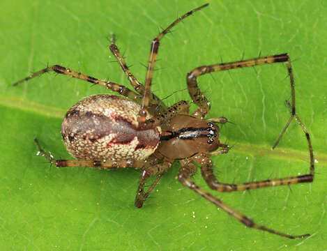 Image of Hammock Spider