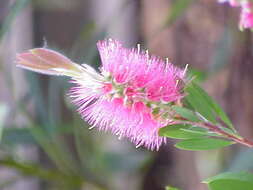 صورة Callistemon citrinus (Curtis) Skeels