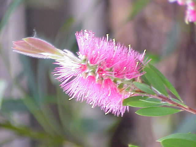 صورة Callistemon citrinus (Curtis) Skeels