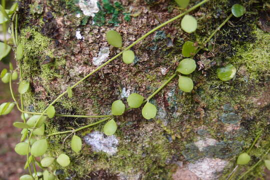 Image of Dischidia formosana Maxim.