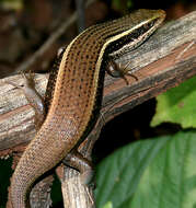 Image of Allapalli Grass Skink