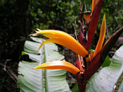 Image of Heliconia osaensis Cufod.