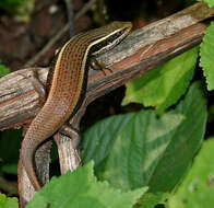 Image of Allapalli Grass Skink