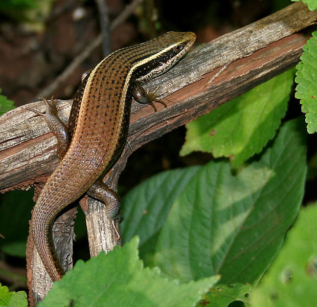 Imagem de Eutropis macularia (Blyth 1853)