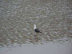 Image of Lesser Black-backed Gull