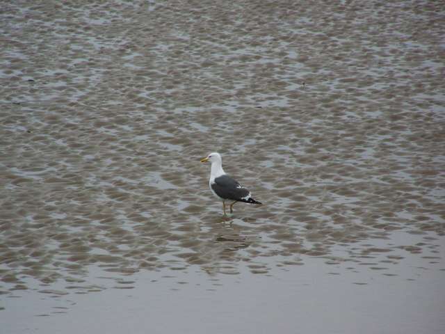 Image of Lesser Black-backed Gull