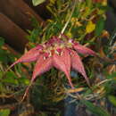 Image of Bulbophyllum rothschildianum (O'Brien) J. J. Sm.