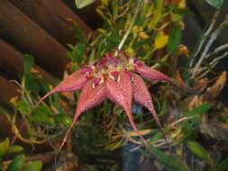 Imagem de Bulbophyllum rothschildianum (O'Brien) J. J. Sm.