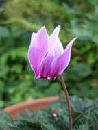 Слика од Cyclamen graecum Link