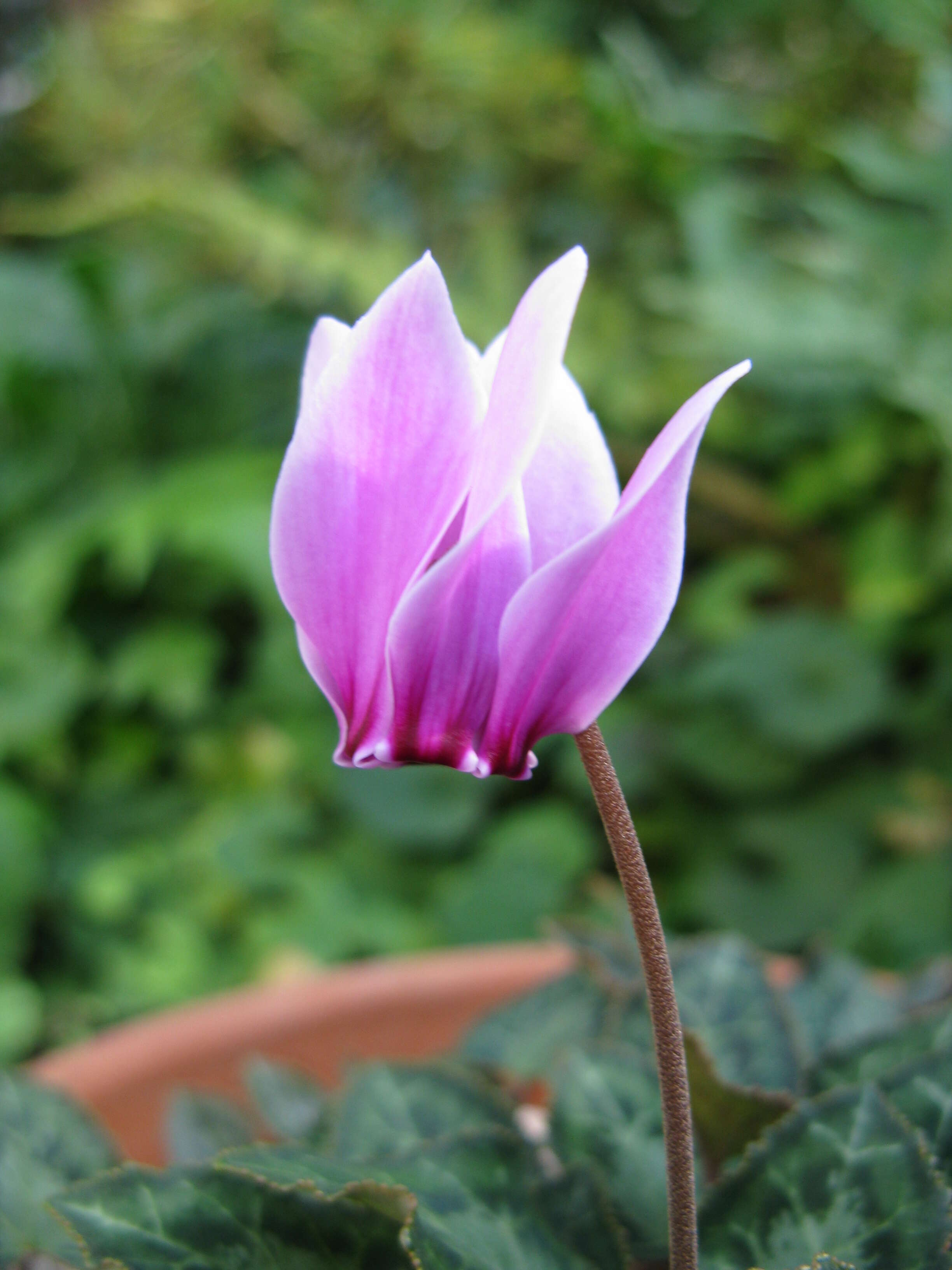 Слика од Cyclamen graecum Link