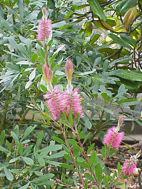 صورة Callistemon citrinus (Curtis) Skeels