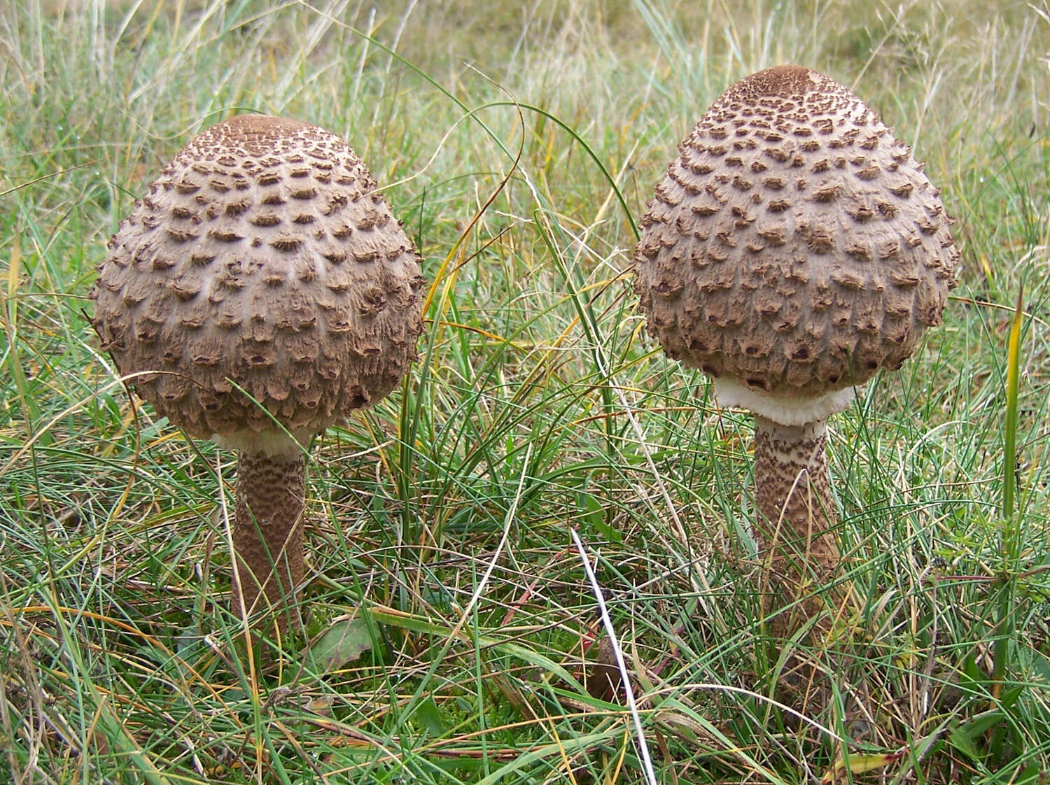 Image of Macrolepiota procera (Scop.) Singer 1948