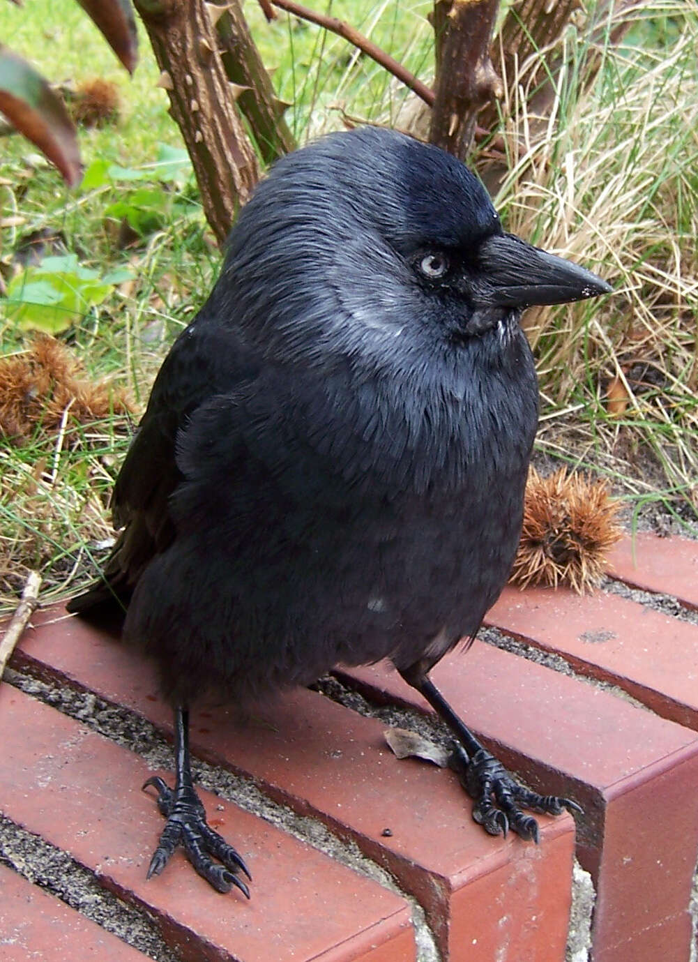 Image of Eurasian Jackdaw