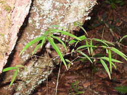 Image of Damnacanthus angustifolius Hayata