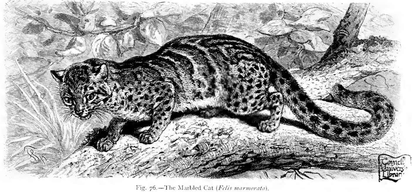 Image of Marbled Cat