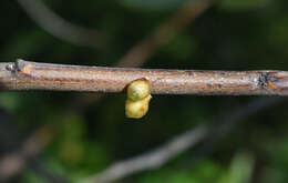 Image of Northern mistletoe