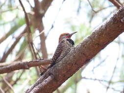 Image of Colaptes auratus mexicanoides Lafresnaye 1844