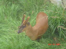 Image of Barking Deer